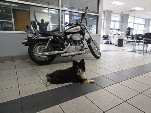 2009 Harley-Davidson Sportster Base